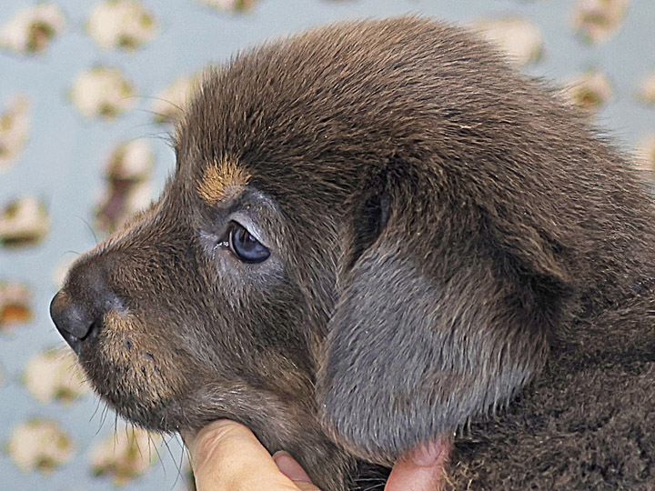 chinook puppy